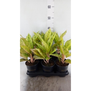 Aglaonema   ...