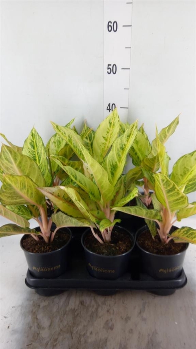 <h4>Aglaonema ...</h4>