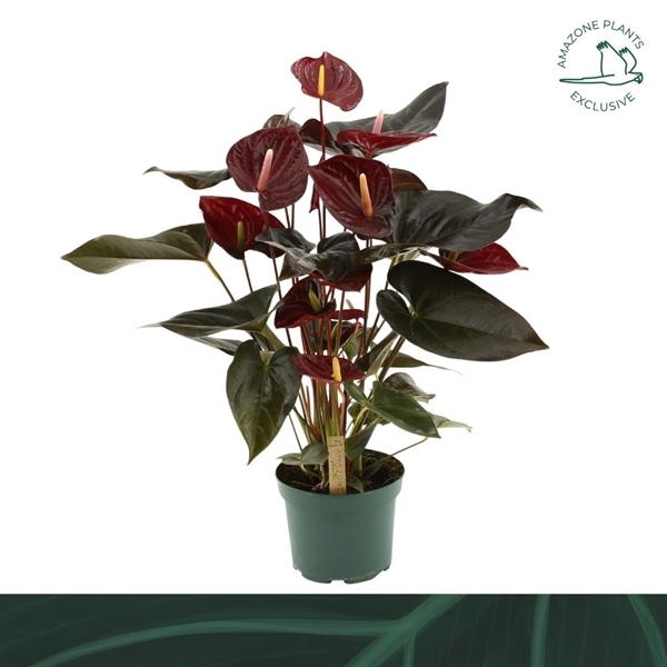 <h4>Anthurium (Andreanum Grp) Delicata</h4>