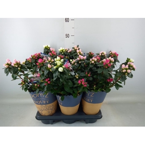 Rhododendron sim. 'Hor Collec' .mix