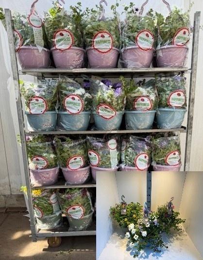 <h4>PERKPL GEM IN POT</h4>