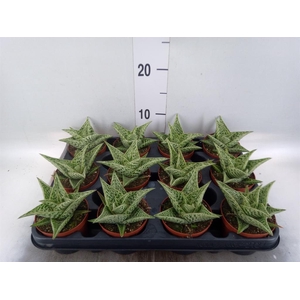 Aloe variegata