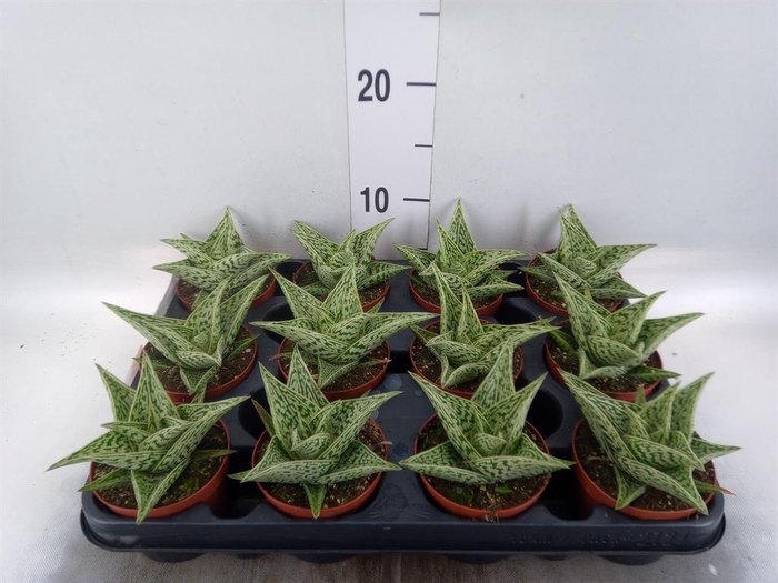 <h4>Aloe variegata</h4>