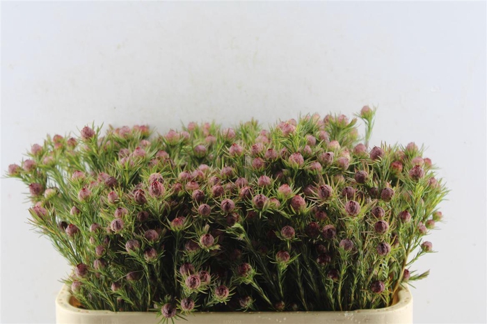 <h4>Leucad Jubilee Crown</h4>