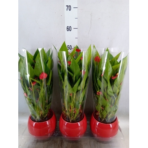 Anthurium andr. 'Mill Flowers Red'
