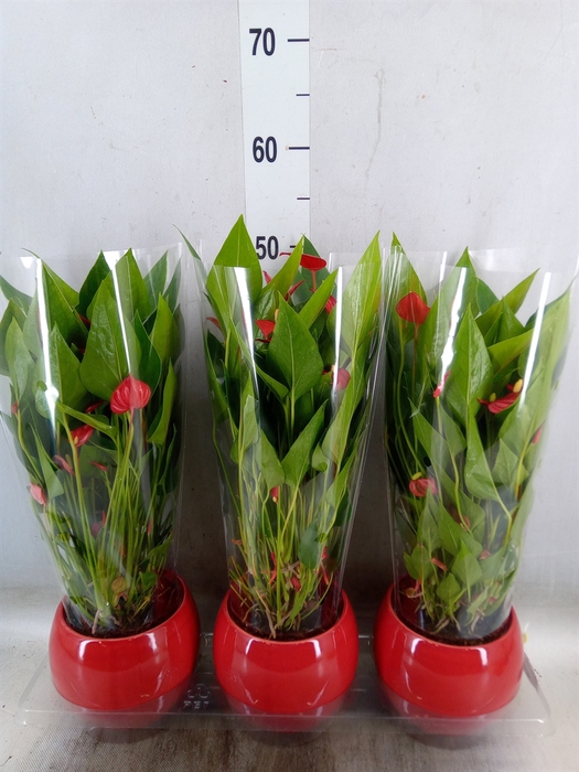 <h4>Anthurium andr. 'Mill Flowers Red'</h4>