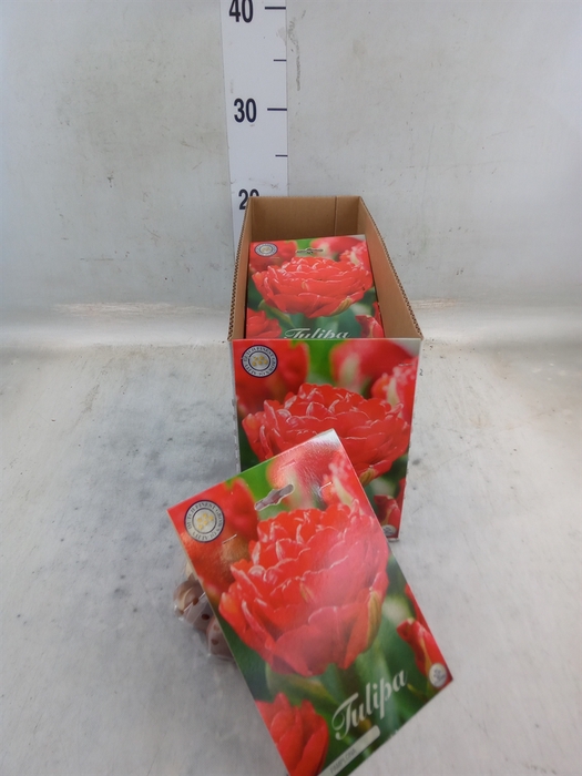 <h4>Tulipa   ...flowerbulbs</h4>