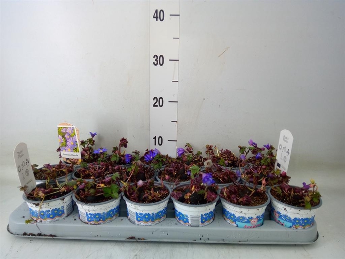 <h4>Anemone blanda 'Blue Shades'</h4>