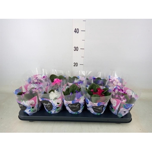 Saintpaulia   ...mix