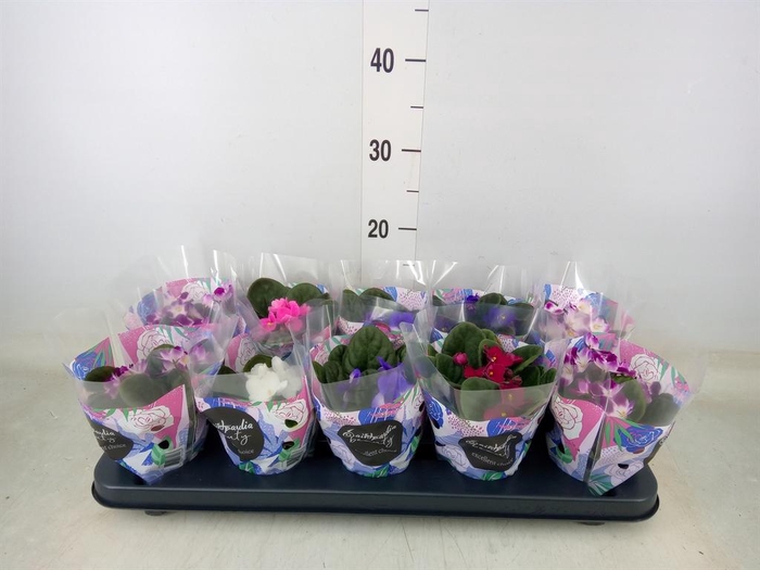 <h4>Saintpaulia   ...mix</h4>