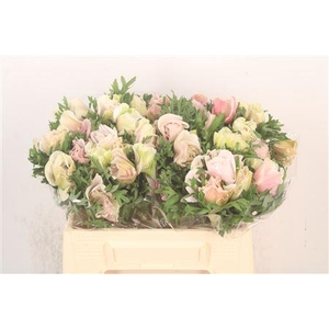 Anem Mistral White/ Salmon X25