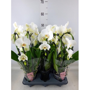 Phalaenopsis  'Ant Leeds'