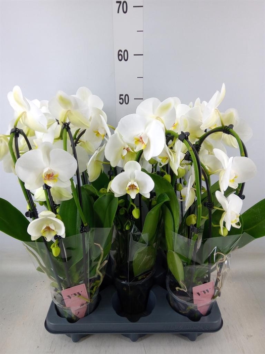 <h4>Phalaenopsis  'Ant Leeds'</h4>