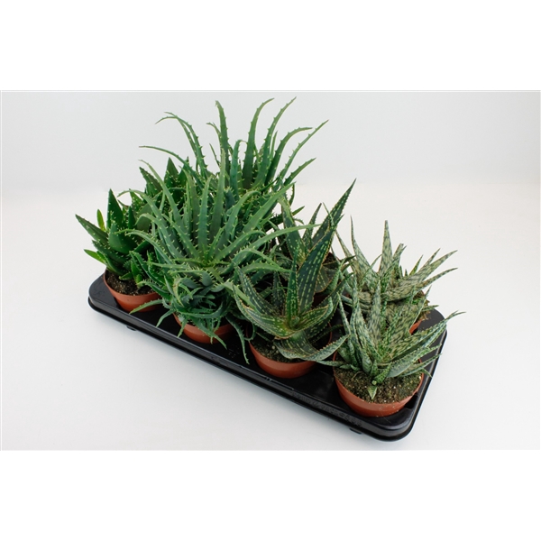 <h4>Aloe mix</h4>