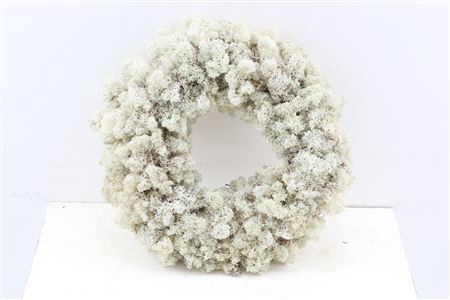 <h4>WR REINDEER MOSS 35CM</h4>