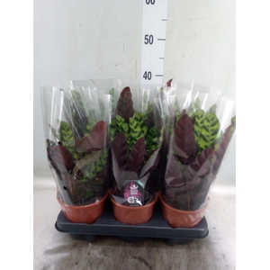 Calathea lancifolia