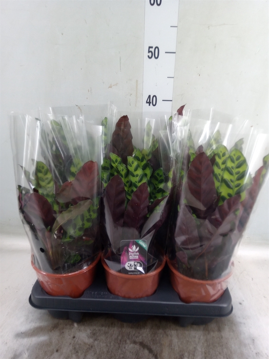 <h4>Calathea lancifolia</h4>