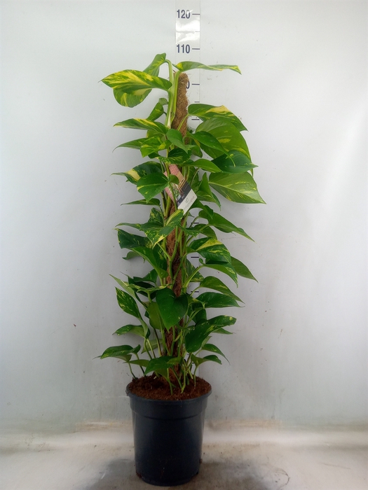 <h4>Epipremnum pinn.   ...moss stick</h4>