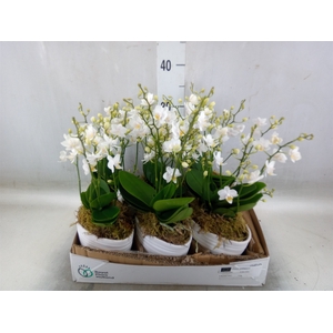 Arr.   Kamerplant Groen L%
