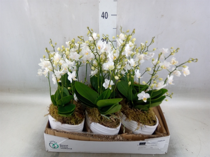 <h4>Arr.   Kamerplant Groen L%</h4>