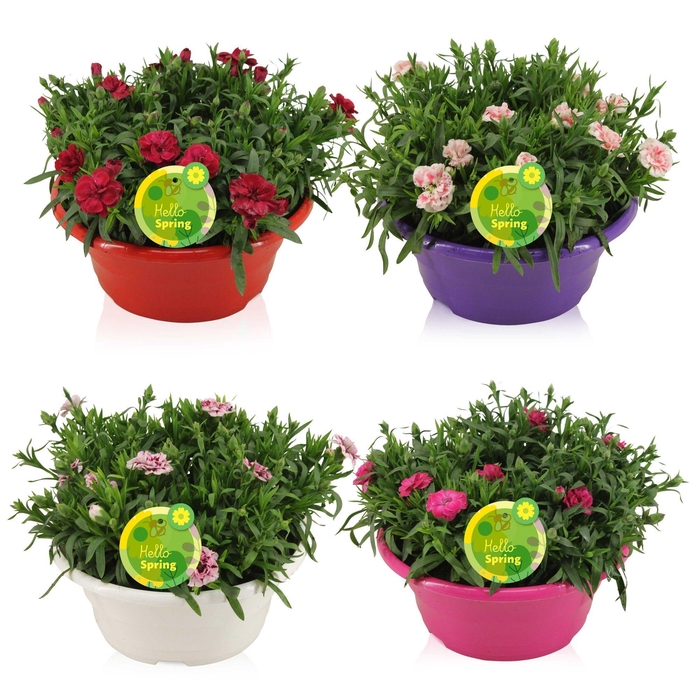 <h4>Hello Spring Dianthus Oscar in 23 cm Schaal Gemengd</h4>
