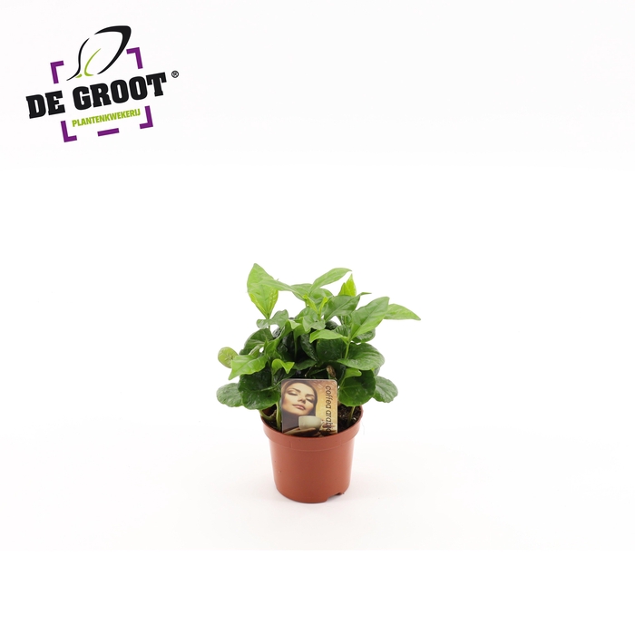 <h4>Coffea Arabica</h4>