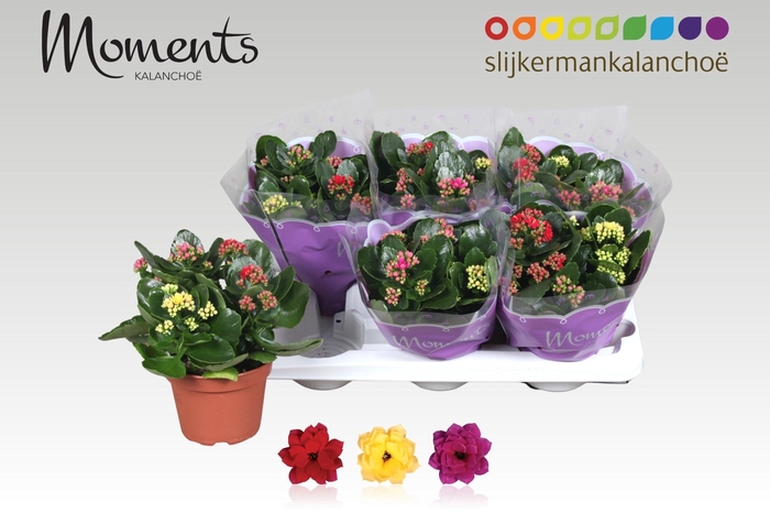 <h4>KAL GE GEM I POT</h4>