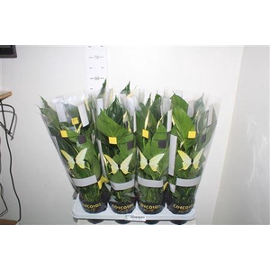 Spath Pico Cupido 5+