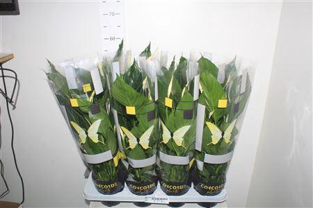 <h4>Spath Pico Cupido 5+</h4>