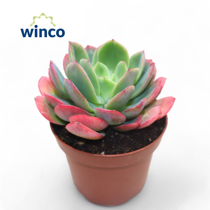 <h4>Echeveria Luella</h4>