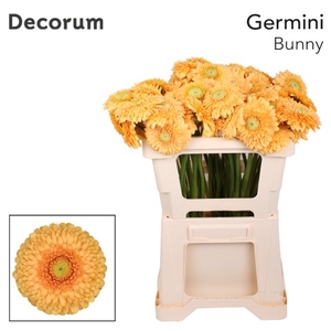 Germini Pomponi Bunny Water x60