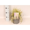 vaste planten 19 cm  Carex Feather Falls