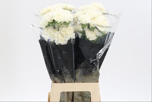 <h4>Di St Antarctica</h4>