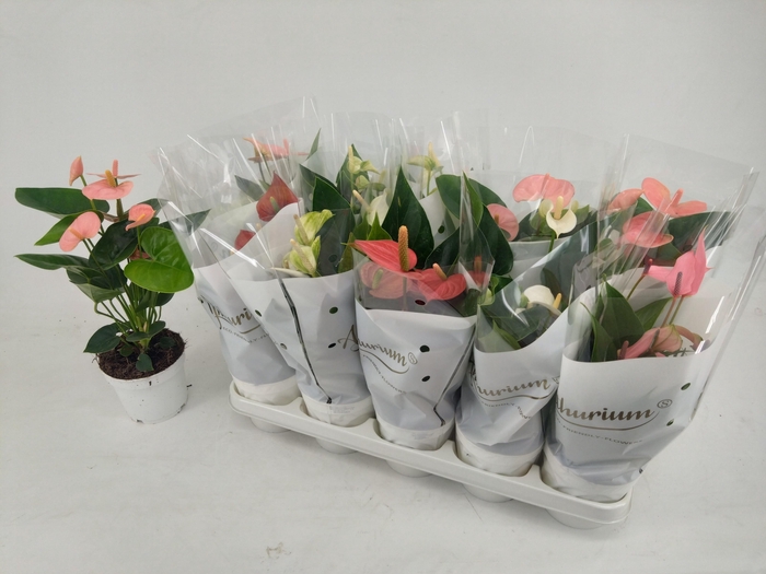 <h4>ANTHU AN GEM 5 KL</h4>