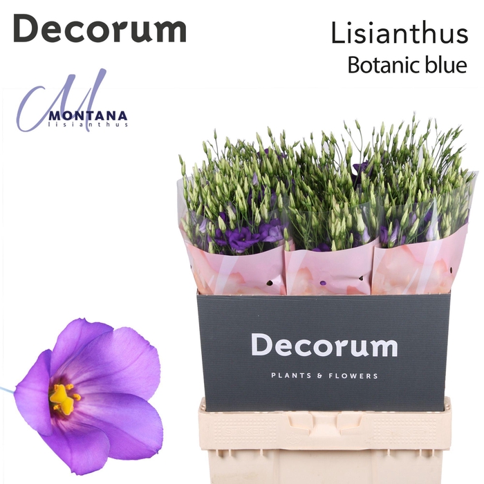 <h4>Lisianthus Botanic blue 70cm</h4>
