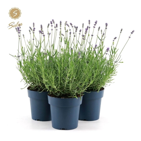 <h4>Lavandula ang. 'Felice'® Collection P15</h4>