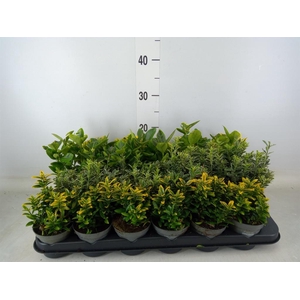 Euonymus japon.   ...mix