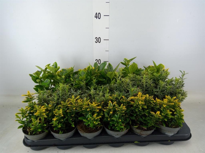 <h4>Euonymus japon.   ...mix</h4>