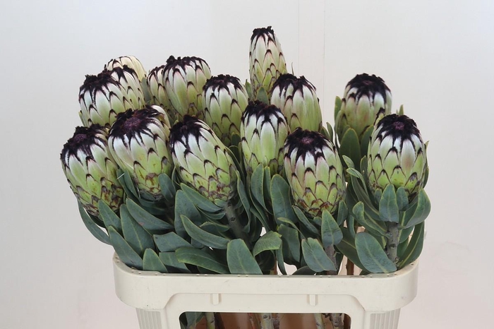 <h4>Protea Niobe</h4>