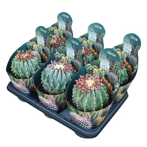 <h4>Ferocactus Glaucescens Inermis Potcover</h4>
