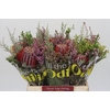 BQ Banksia Coccinea SFB