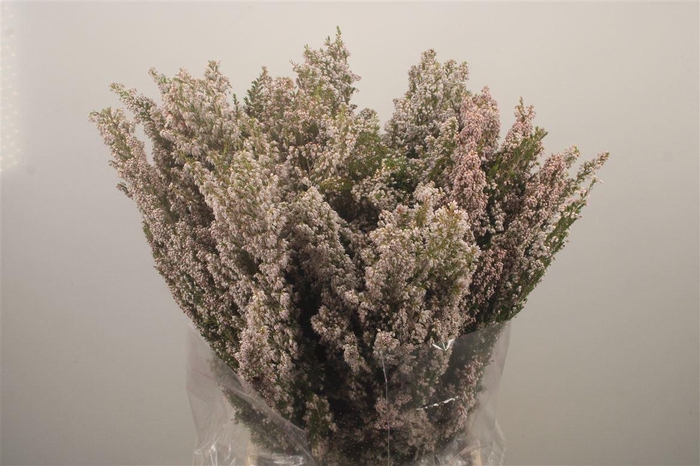 <h4>Erica White Per Buunch</h4>