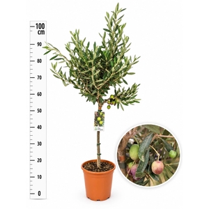 OLEA EUROPAEA