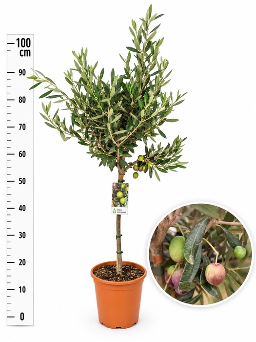 <h4>OLEA EUROPAEA</h4>