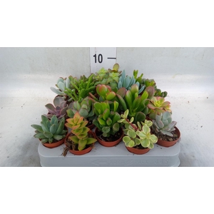 Succulents   ...