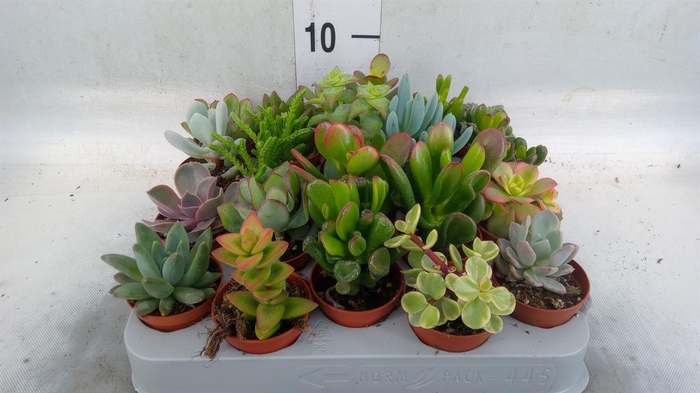 <h4>Succulents   ...</h4>