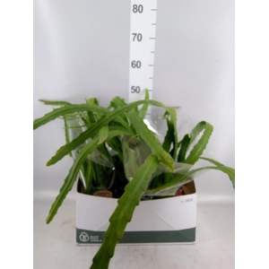 Epiphyllum   ...