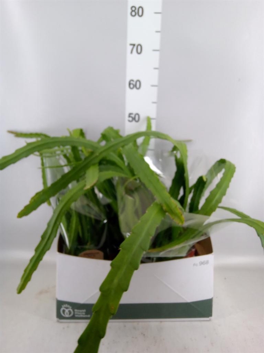 <h4>Epiphyllum ...</h4>