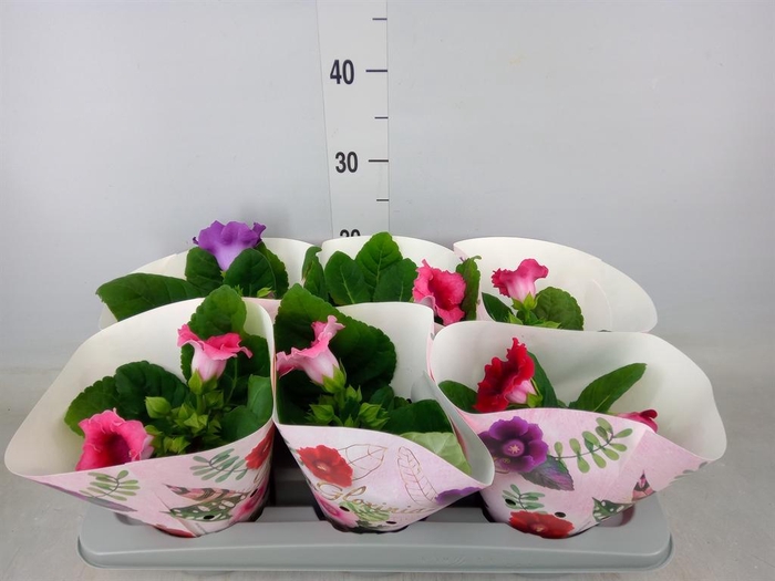 <h4>Sinningia   ...mix</h4>