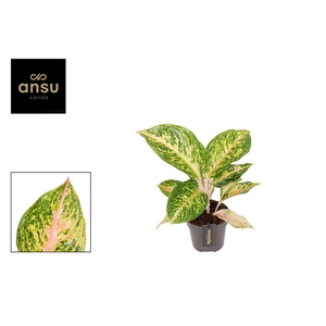 Aglaonema overig